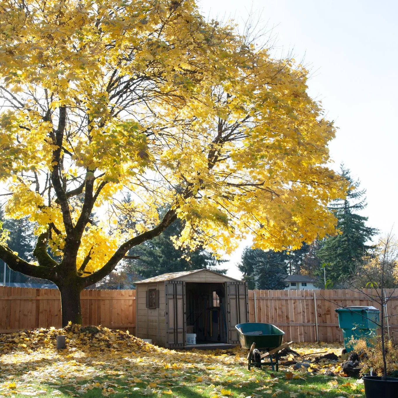 plantation jardin automne