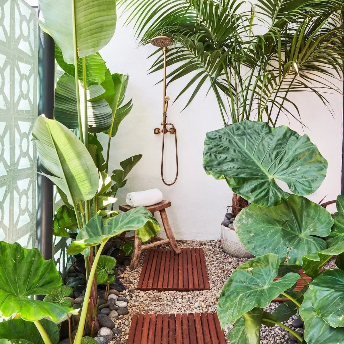 Douche extérieur avec teck et plantes tropicales