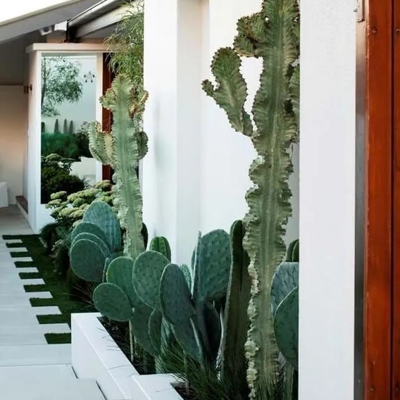 Des cactus donnent un air d'ailleurs devant la maison