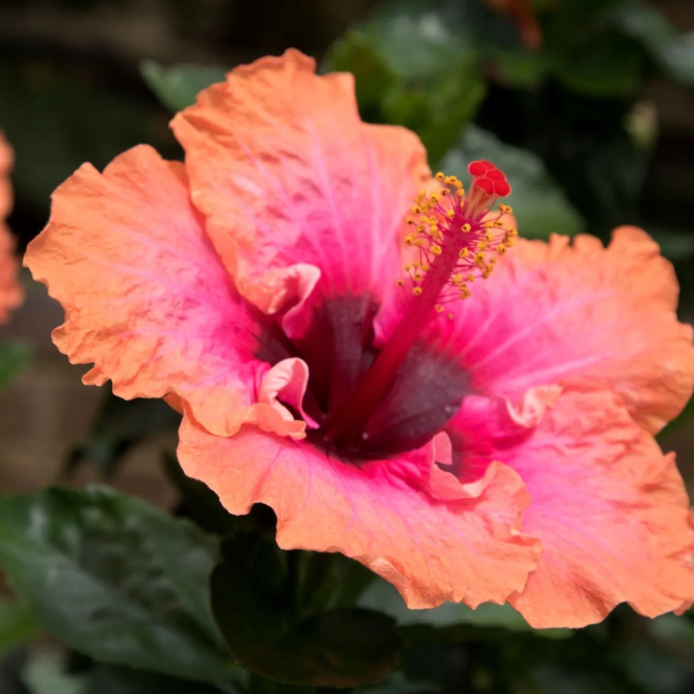 Hibiscus