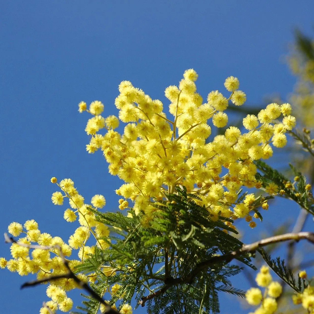 mimosa en fleurs