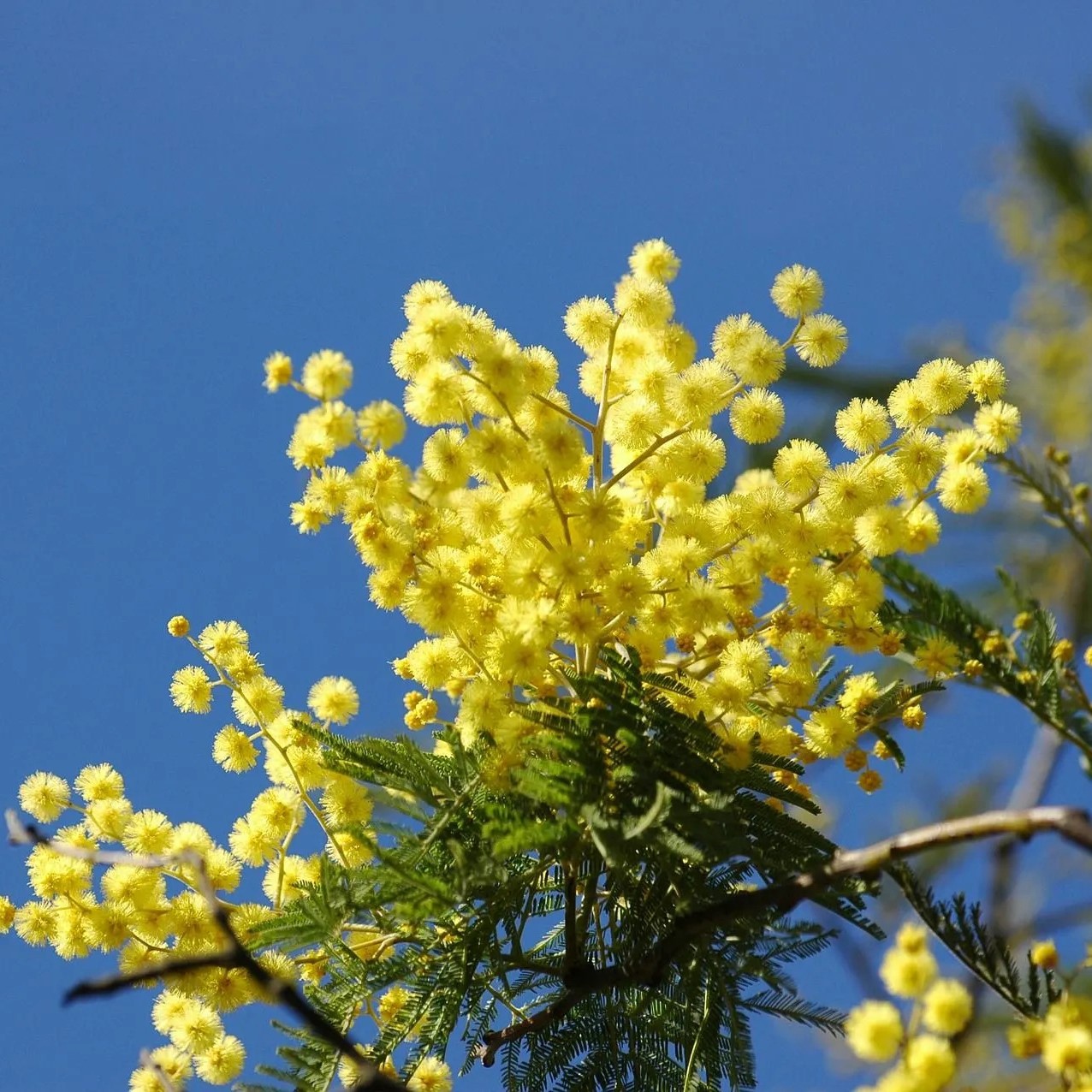 mimosa en fleurs