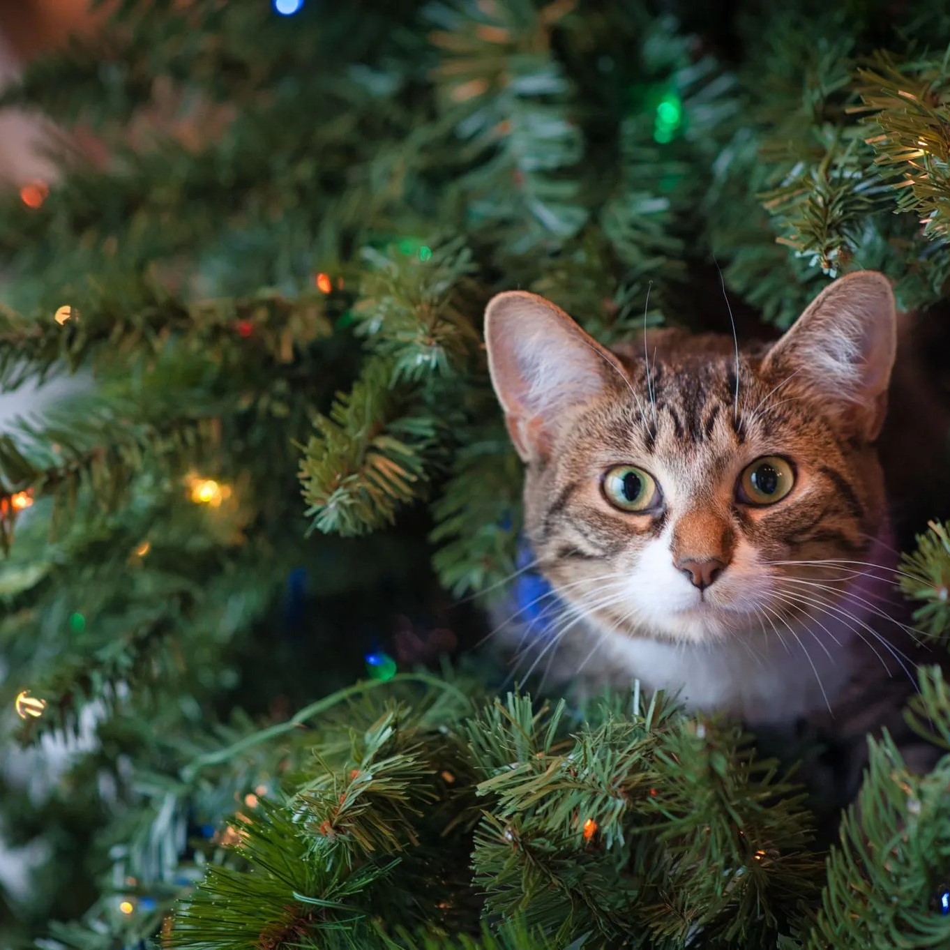 Un chat dans un sapin de Noël