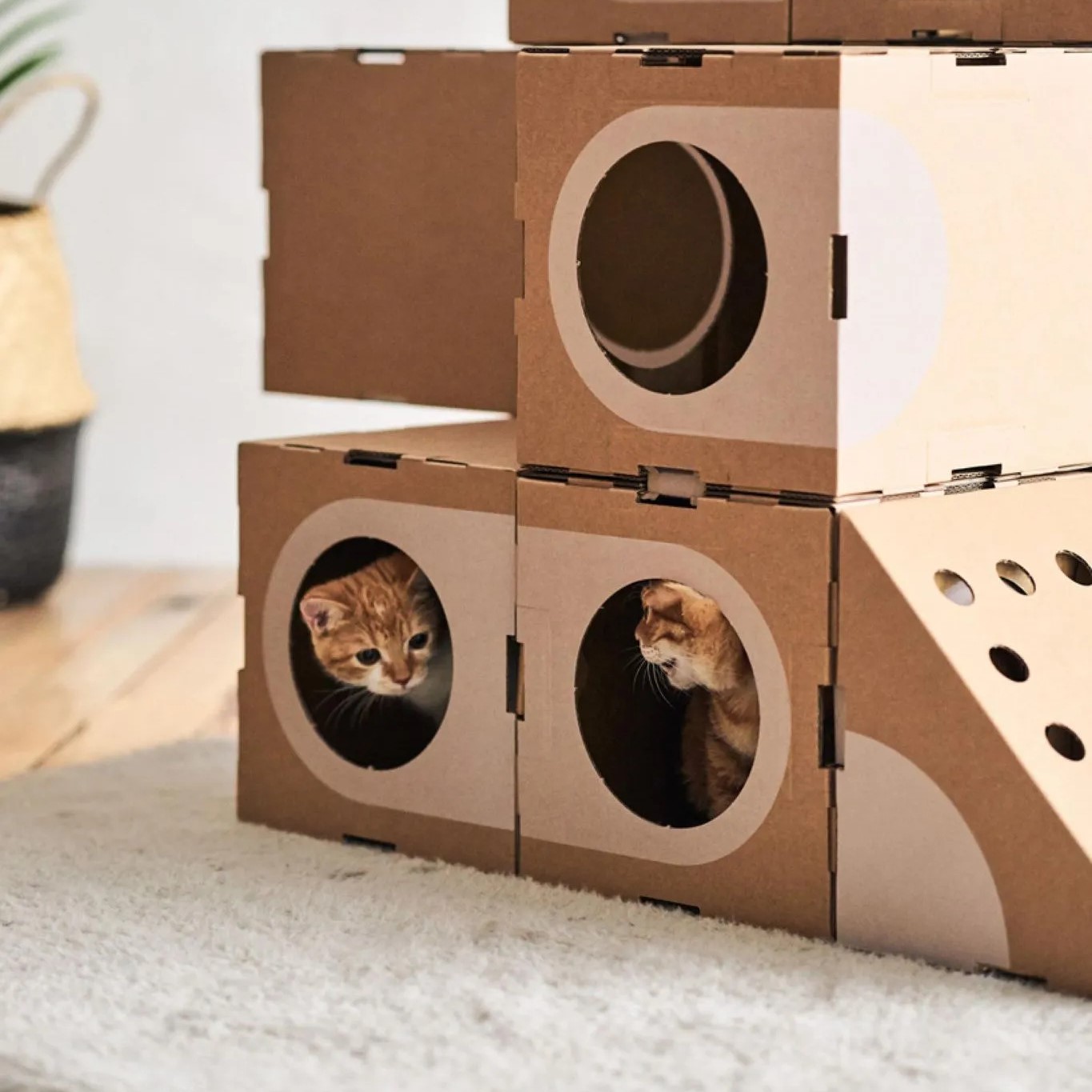 Cabane pour chats en carton