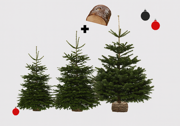 Sapin Nordmann + Bûche (Différentes tailles disponibles)